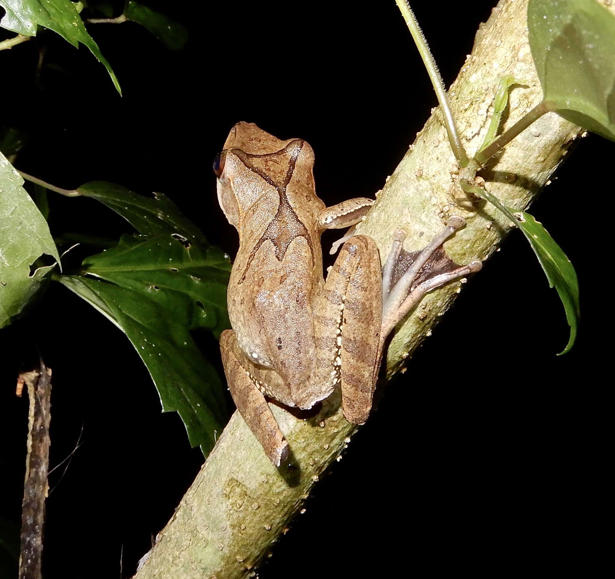 Image de Polypedates occidentalis Das & Dutta 2006