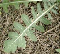 Image of wild radish