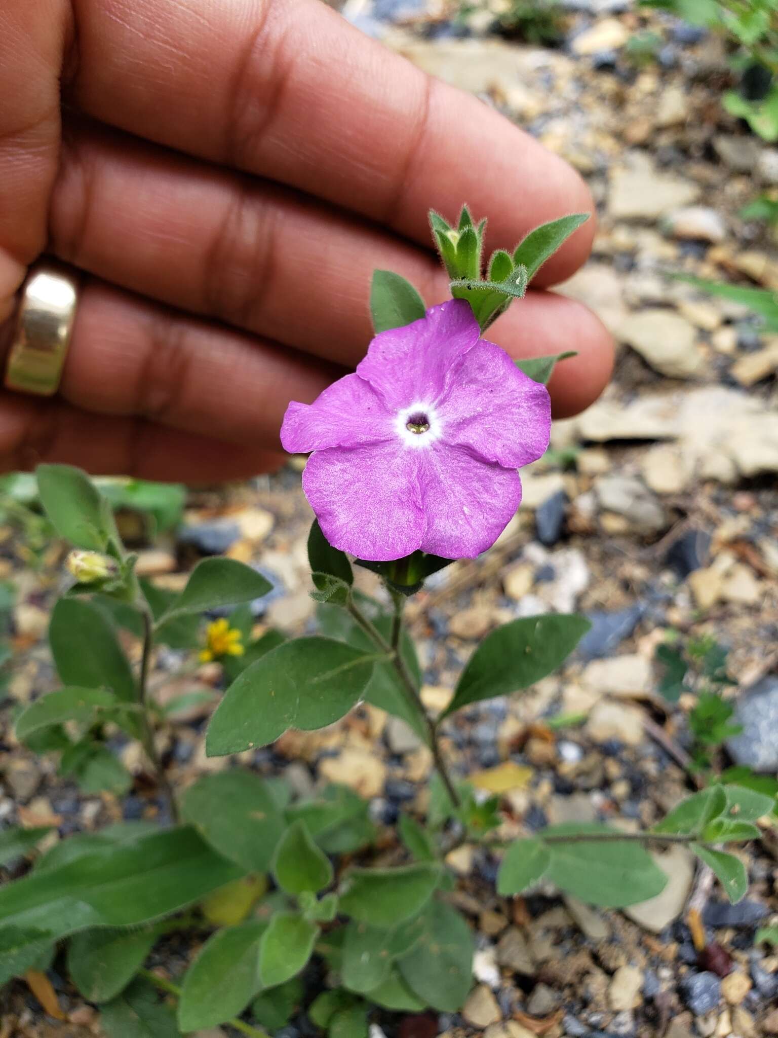 Image of Texas cupflower