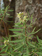 Image of Flax-Leaved Daphne