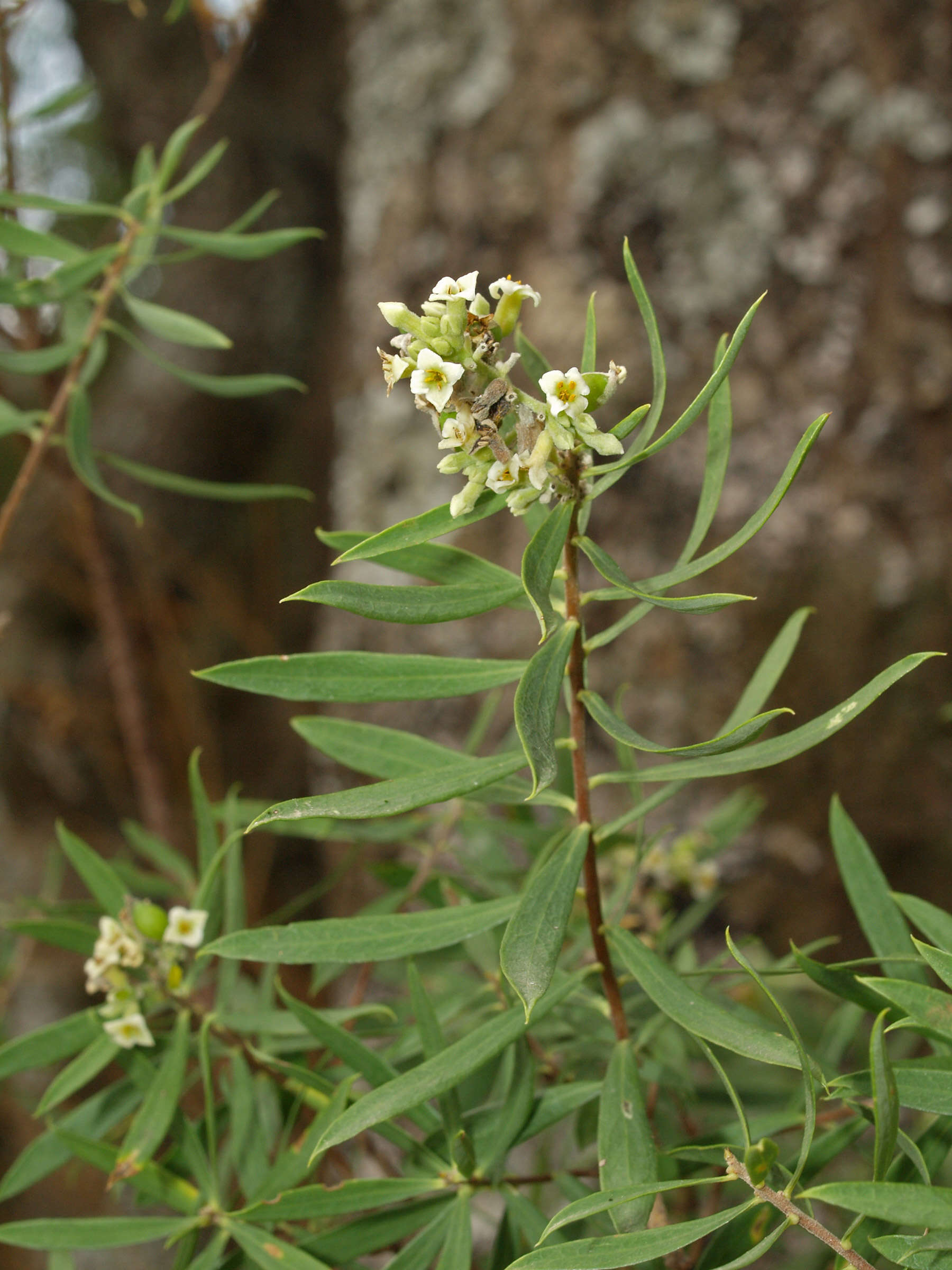 Image of Flax-Leaved Daphne