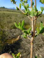 Delosperma asperulum (Salm-Dyck) L. Bol. resmi