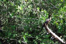 Image of Neotropic Cormorant