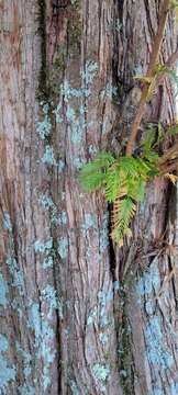 Image of dawn redwood