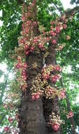 Image of Cannonball Tree