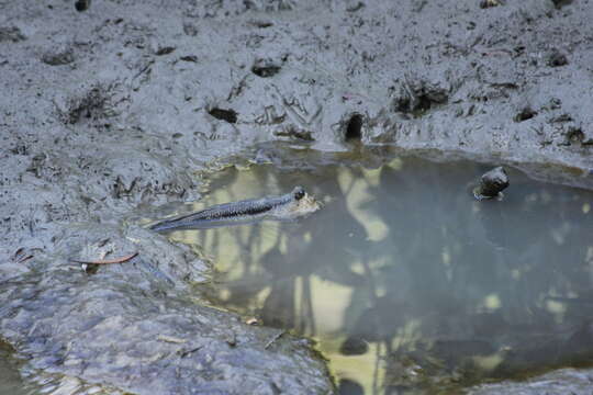 صورة Periophthalmodon freycineti (Quoy & Gaimard 1824)