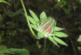 Image of Prickly hibiscus creeper