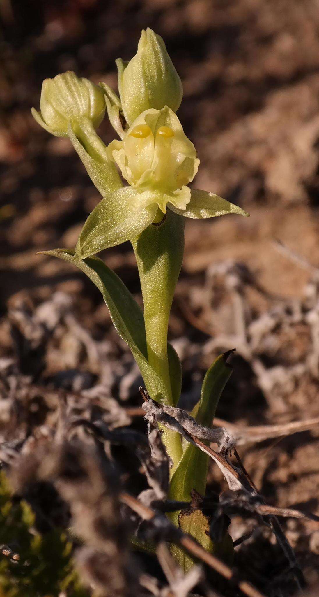 Pterygodium alatum (Thunb.) Sw. resmi