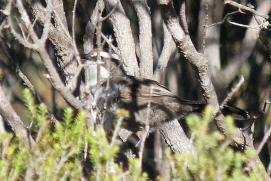 Image of White-browed Babbler