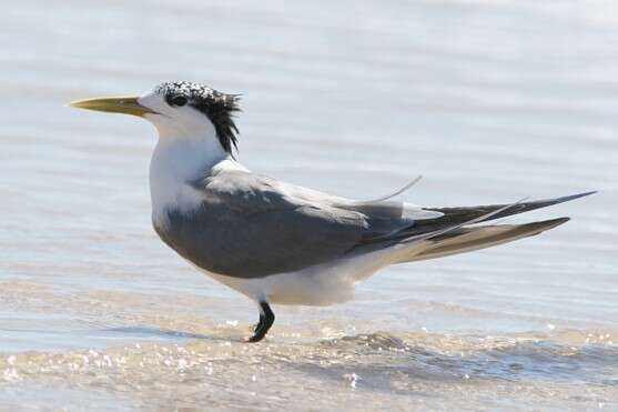 Image of Crested Tern