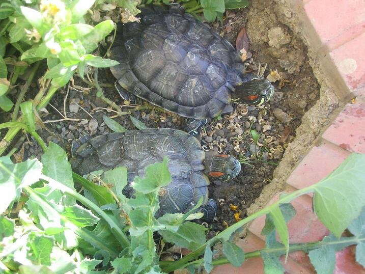 Image of slider turtle, red-eared terrapin, red-eared slider