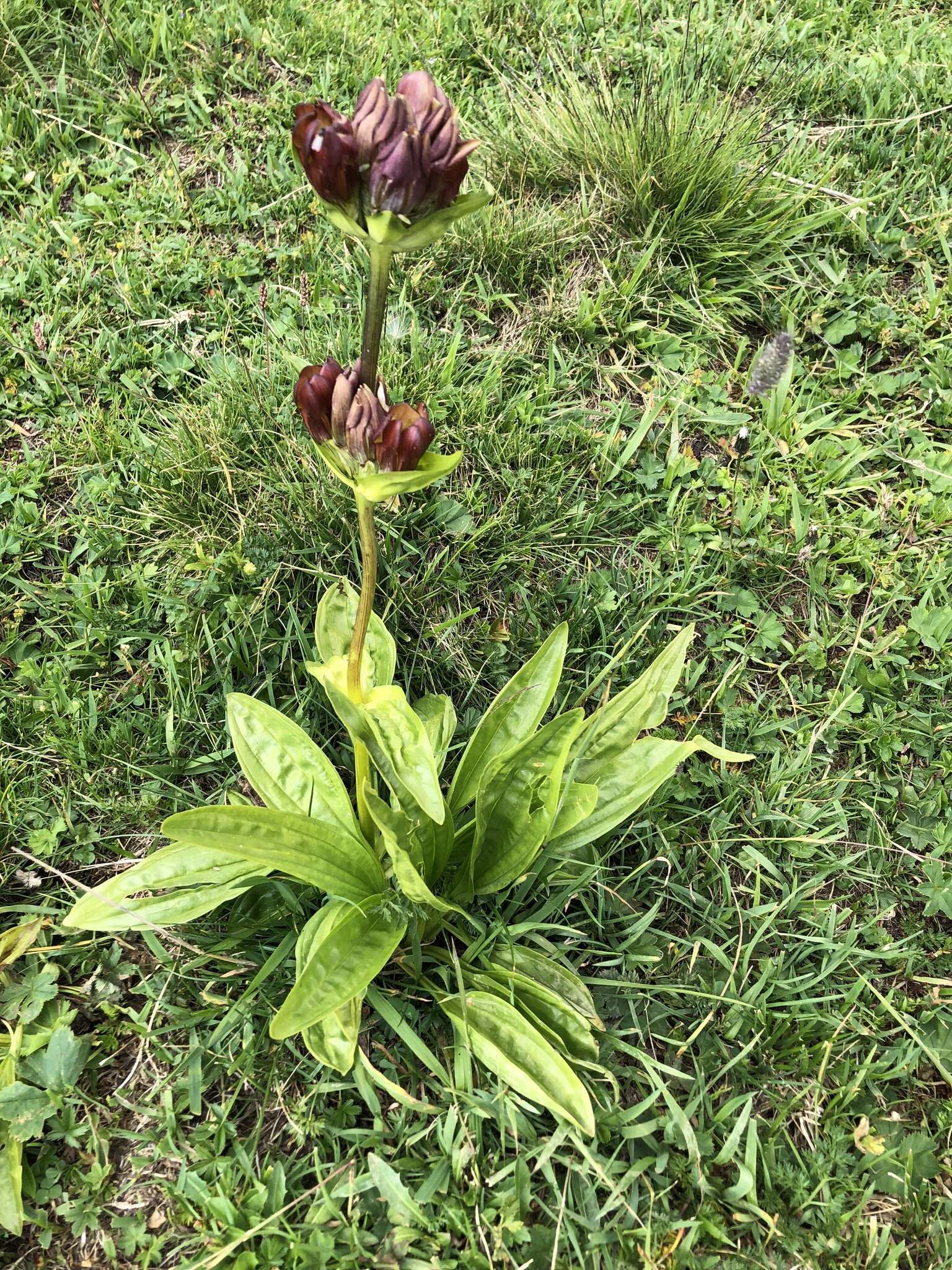 Image de Gentiane Pourpre