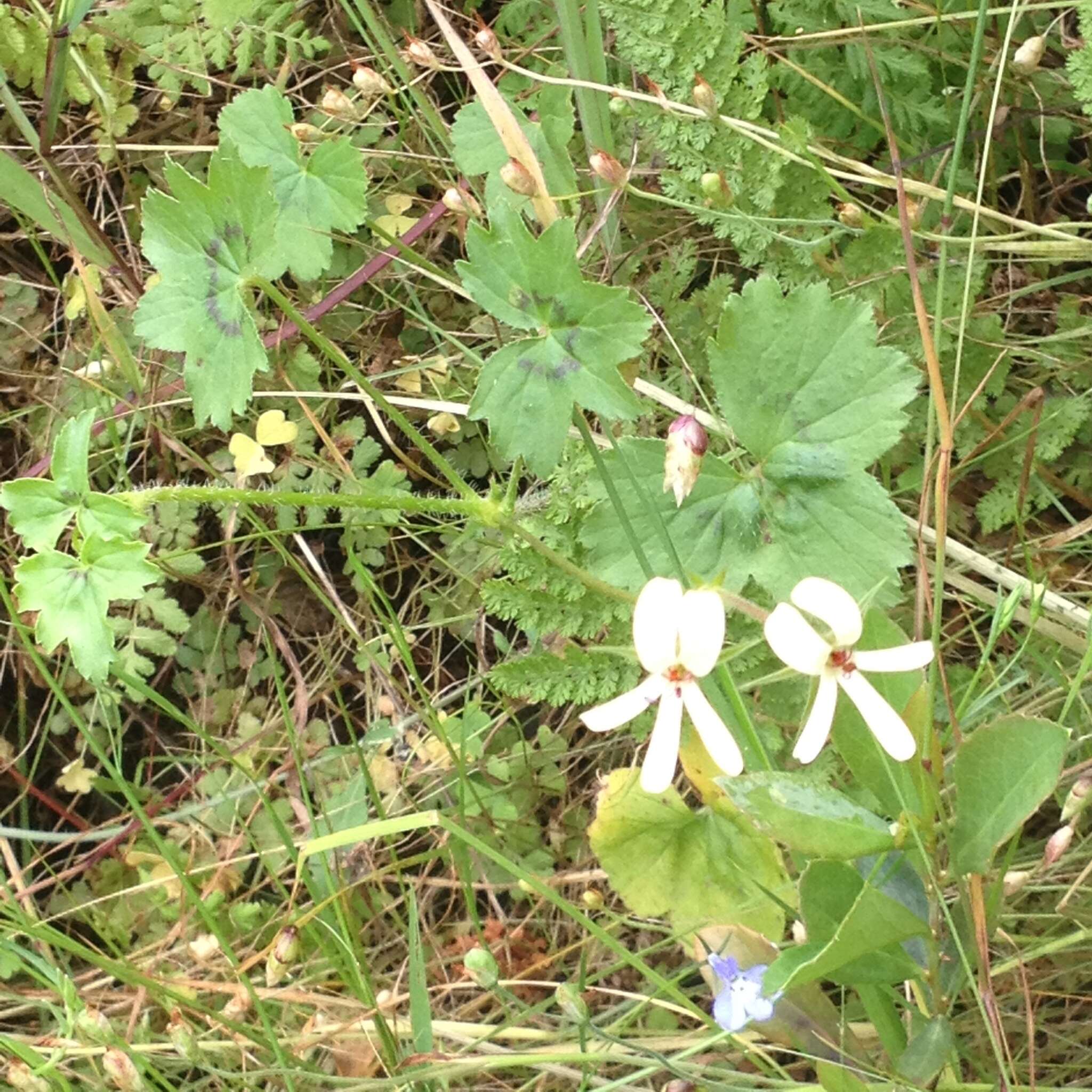 Image of Pelargonium elongatum (Cav.) Steud.