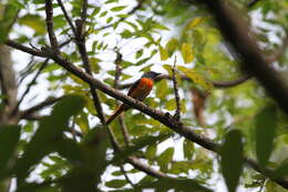 Image of Pericrocotus cinnamomeus thai Deignan 1947