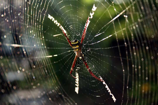 Image de Argiope anasuja Thorell 1887