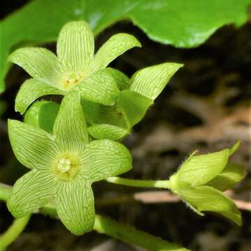 Image of plateau milkvine