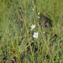 Image of Micrargeriella aphylla R. E. Fries