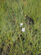 Image of Micrargeriella aphylla R. E. Fries