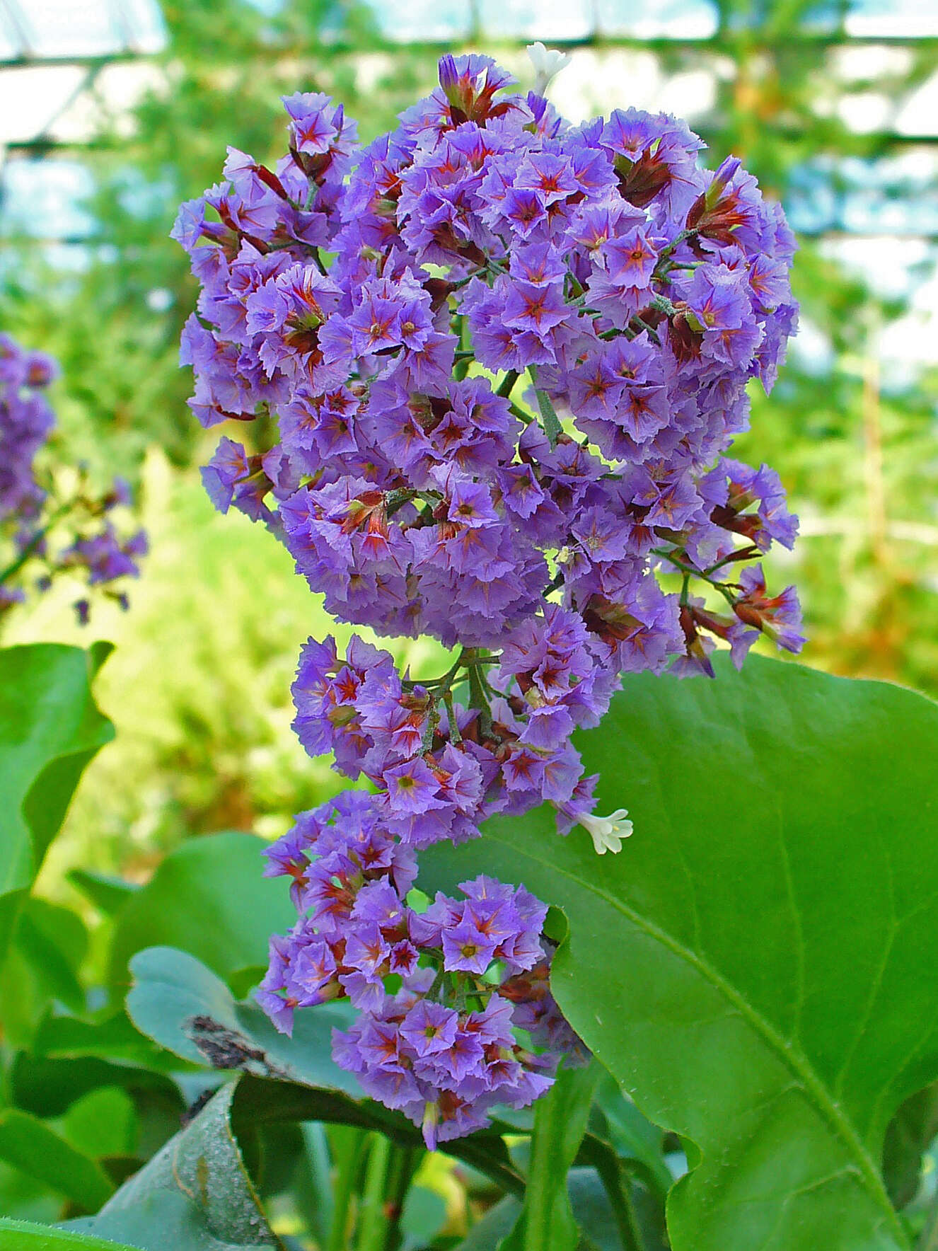 Limonium arboreum (Willd.) Erben, A. Santos & Reyes-Bet. resmi