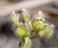 Image of Alyssum minutum Schlecht. ex DC.