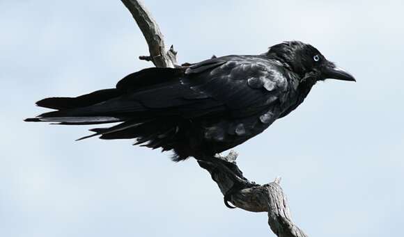 Слика од Corvus coronoides Vigors & Horsfield 1827