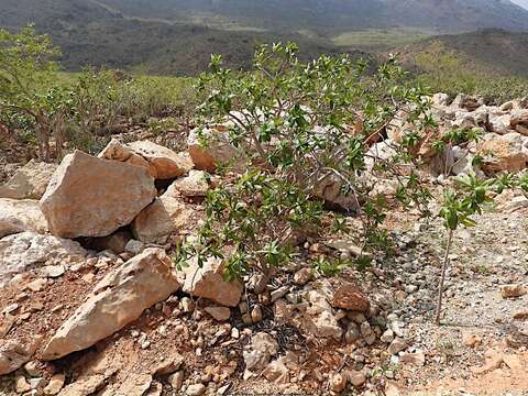 Image of Jatropha unicostata Balf. fil.