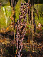 Image of sensitive fern