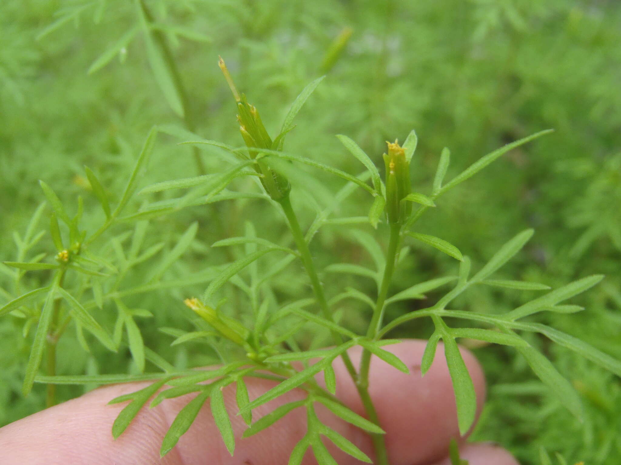 Image of Lemmon's beggarticks