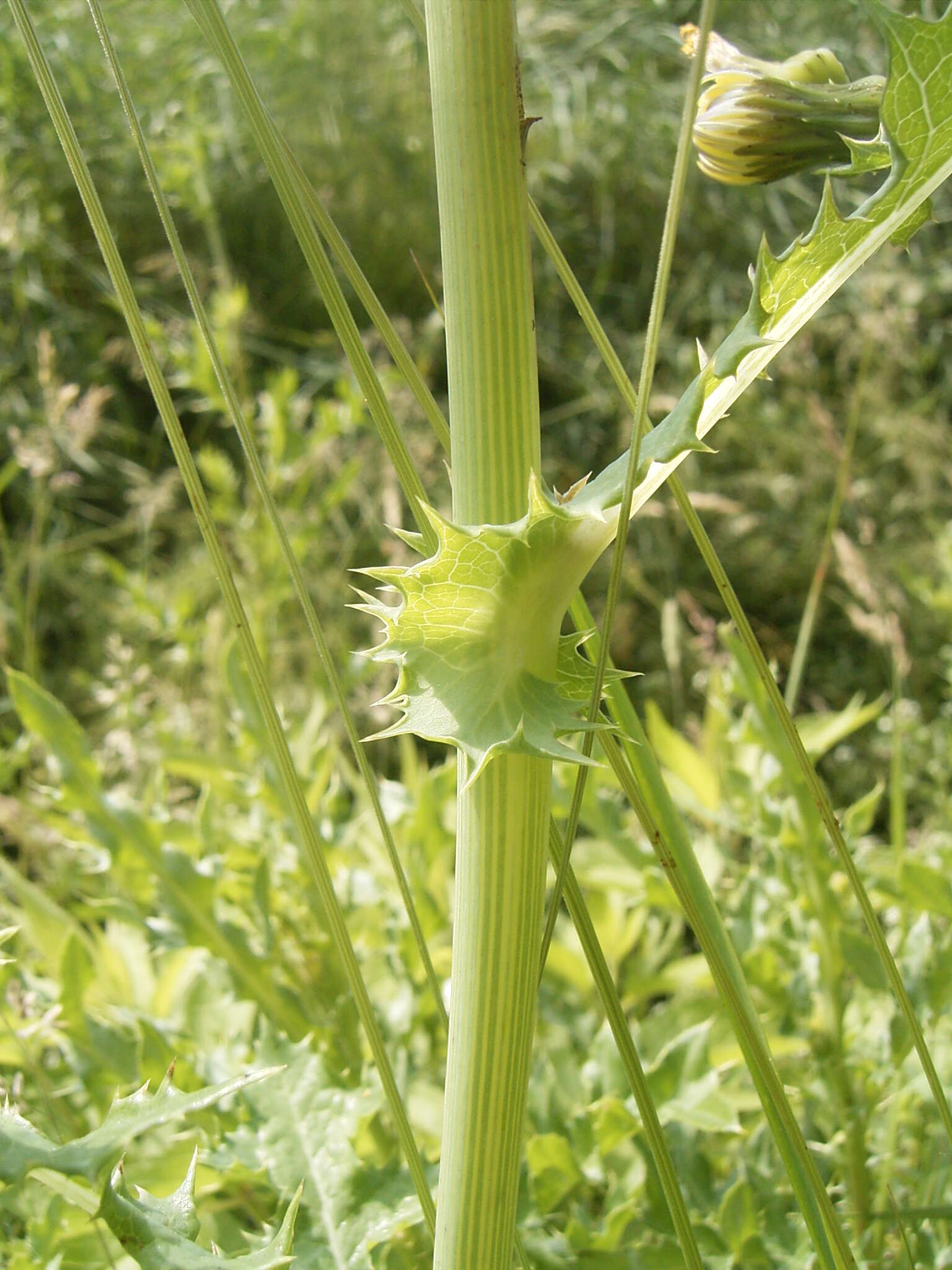 Plancia ëd Sonchus asper (L.) Hill