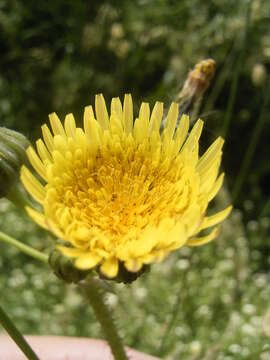 Plancia ëd Sonchus asper (L.) Hill