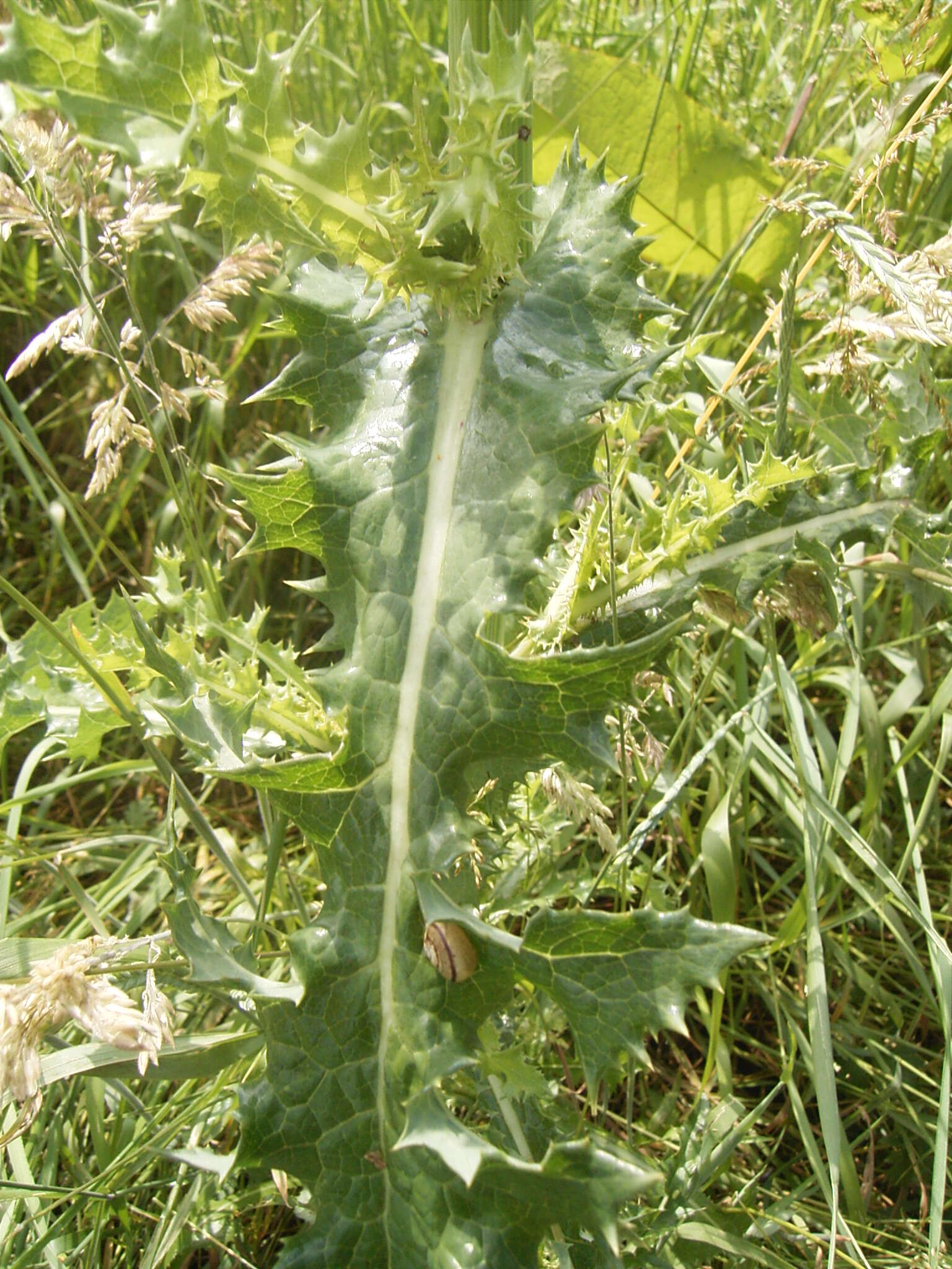 Plancia ëd Sonchus asper (L.) Hill