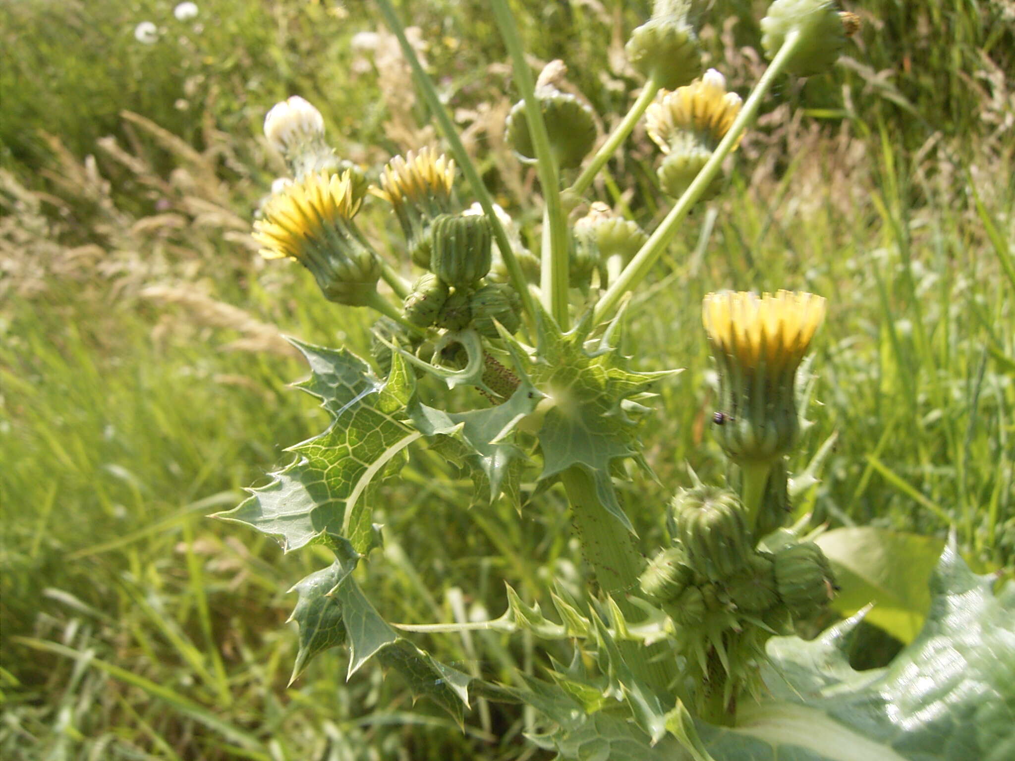 Plancia ëd Sonchus asper (L.) Hill