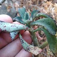 Image of Echeveria chapalensis R. Moran & C. H. Uhl