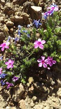 Imagem de Phlox diffusa Benth.