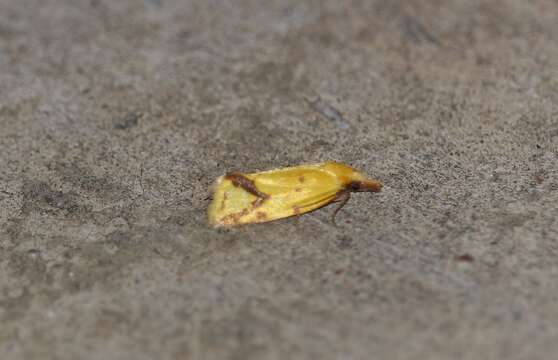 Image of Agapeta