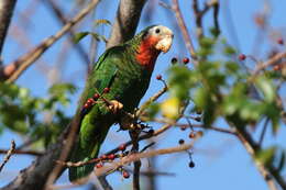 Image of Amazona leucocephala bahamensis (Bryant & H 1867)