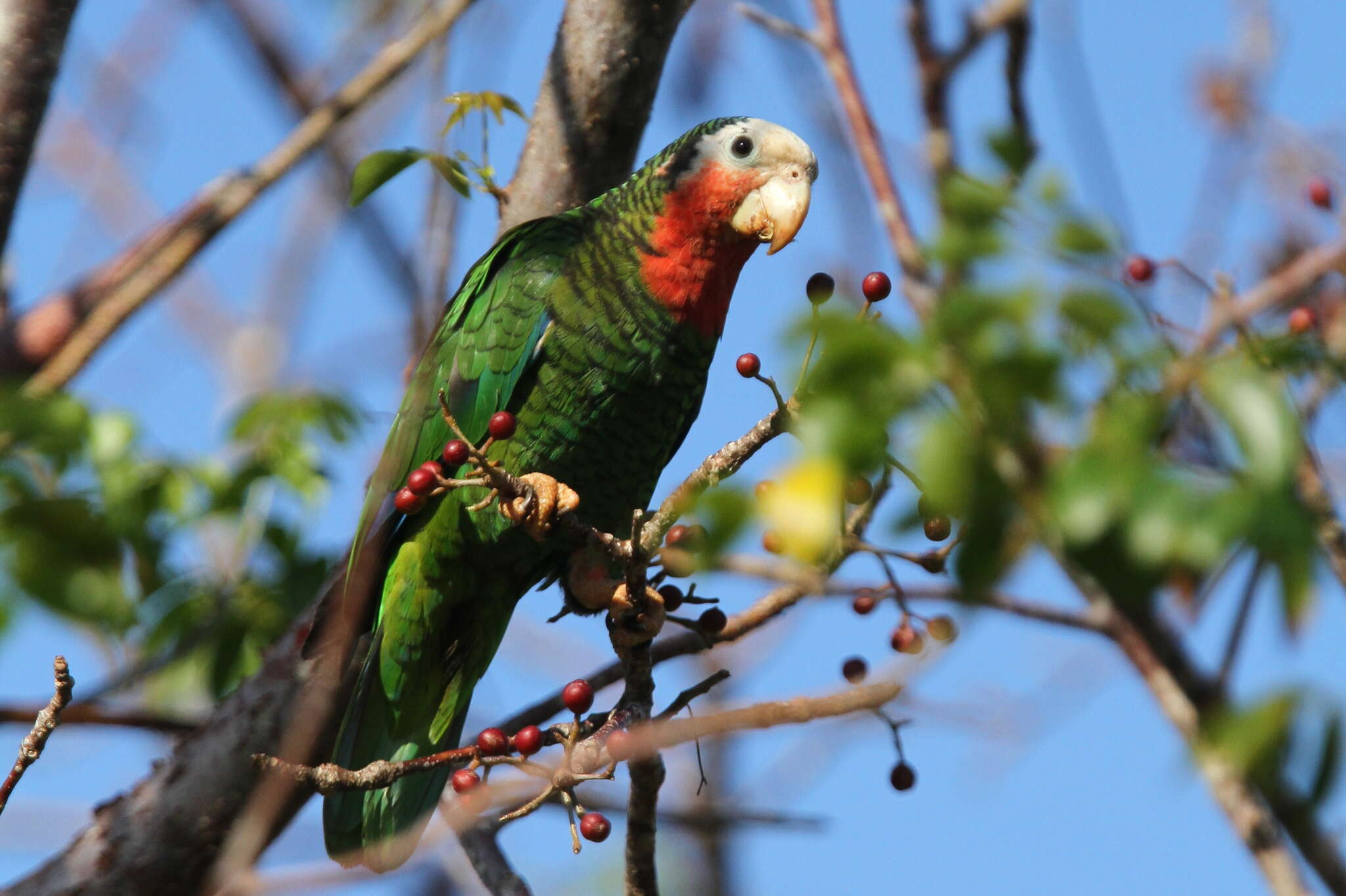 Image of Amazona leucocephala bahamensis (Bryant & H 1867)