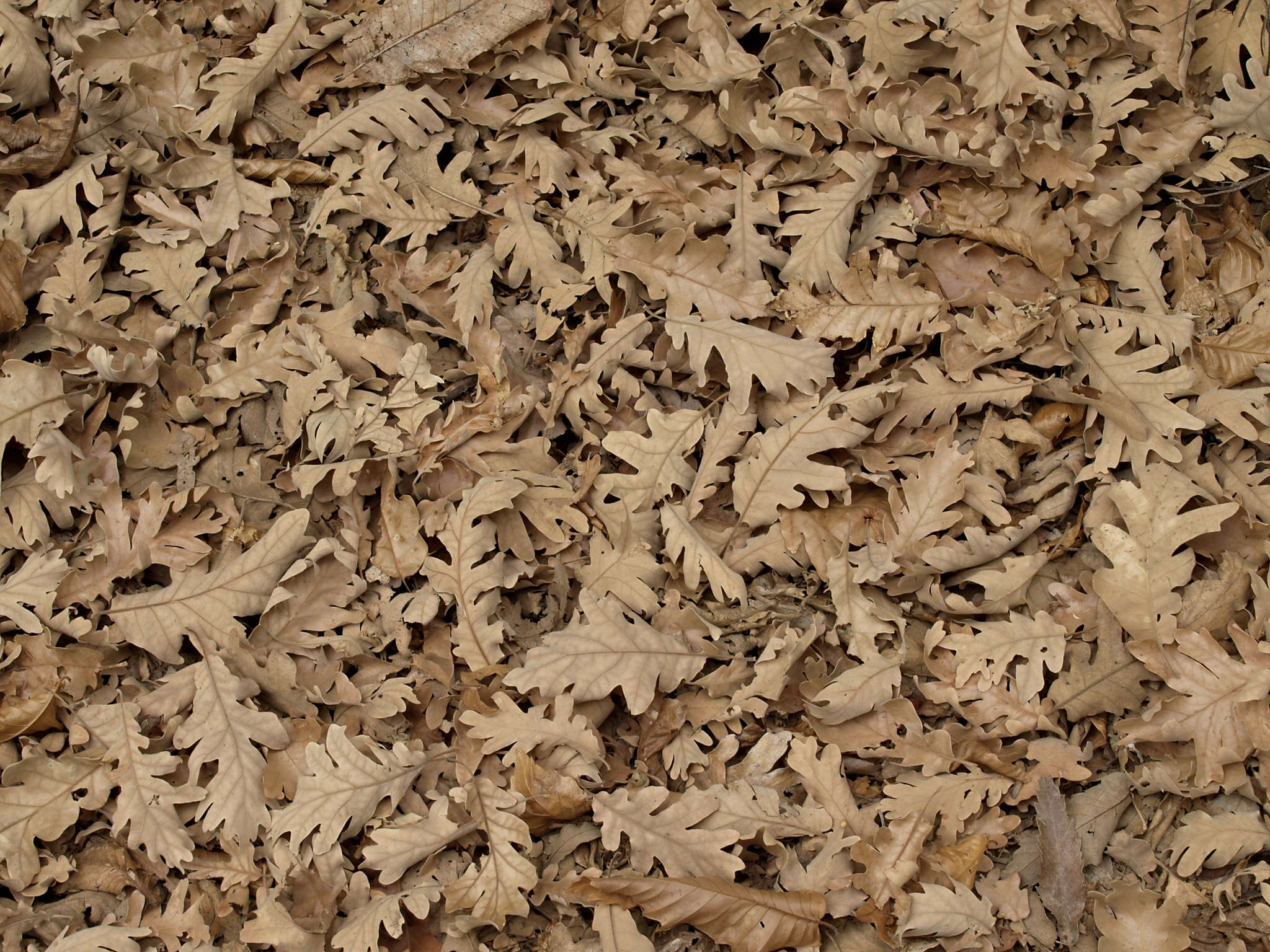 Image of Iberian white oak