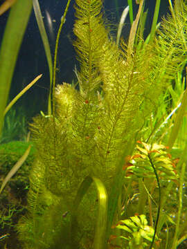 Image of western watermilfoil