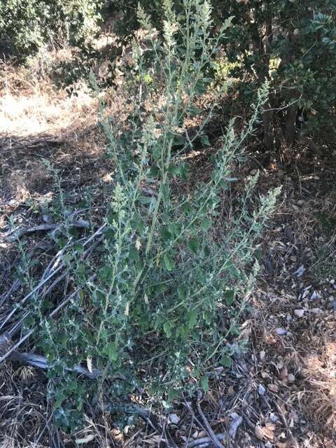 Imagem de Chenopodium berlandieri Moq.