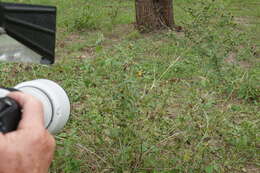 Image of Red-lined Scrub-Hairstreak