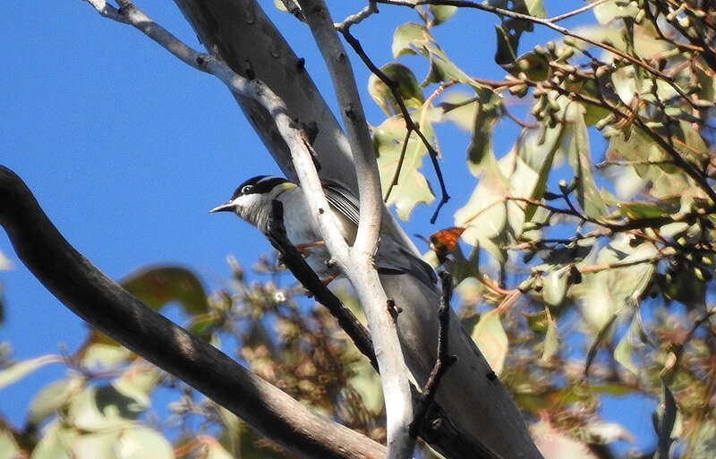 صورة Melithreptus gularis (Gould 1837)