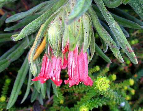 Image of Lobostemon belliformis M. H. Buys