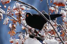 Image of Alpine Chough