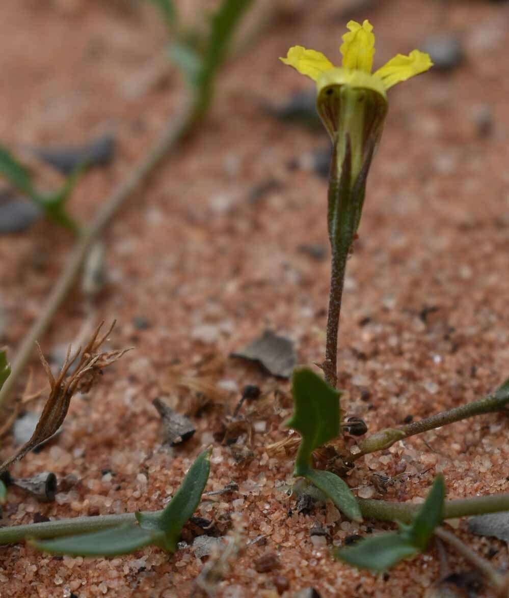 Слика од Goodenia glabra R. Br.