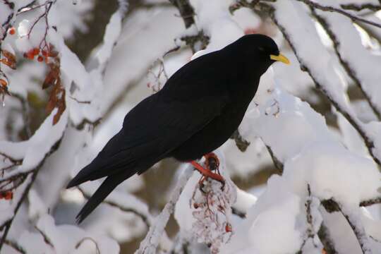 Image of Alpine Chough