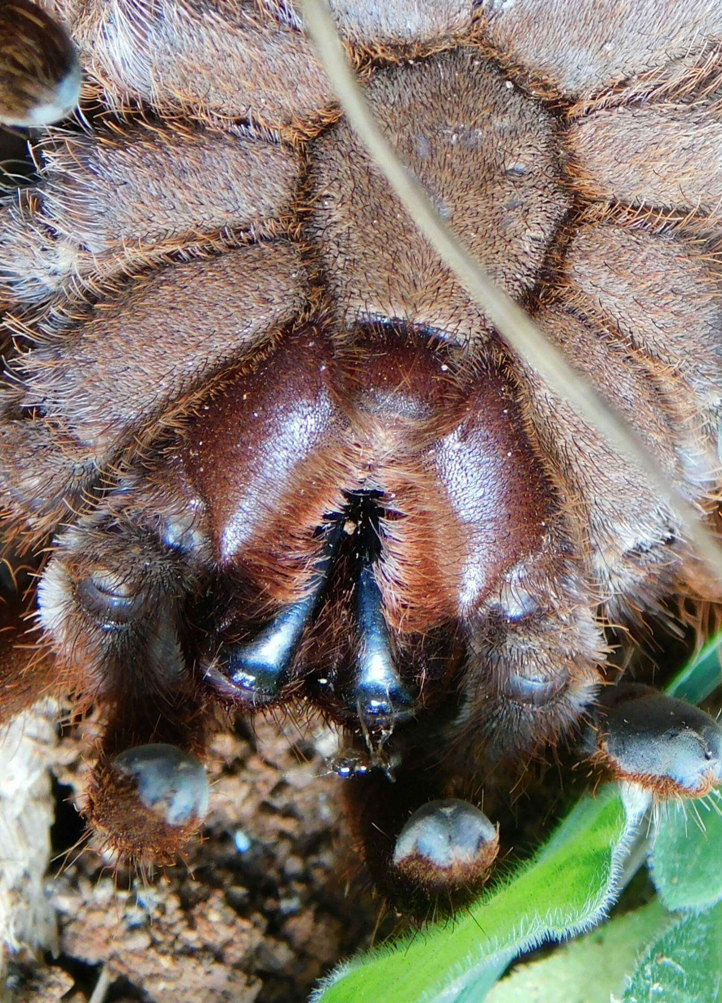 Image of King baboon spider