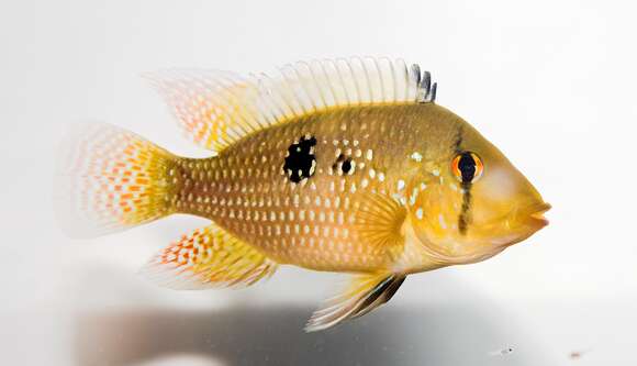 Image of Pearl cichlid