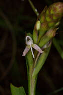 Image of Disa patula var. transvaalensis Summerh.
