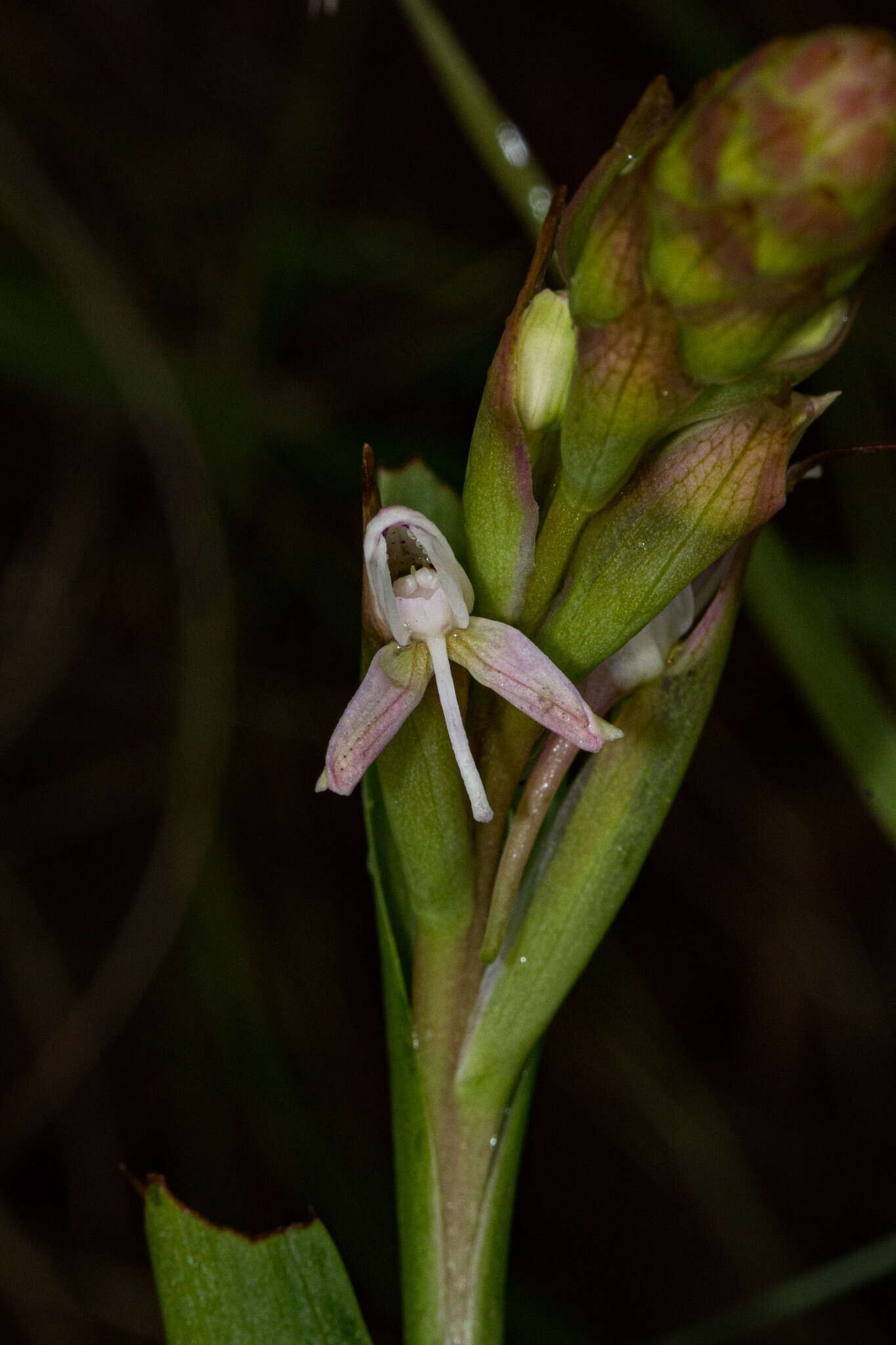 Image of Disa patula var. transvaalensis Summerh.